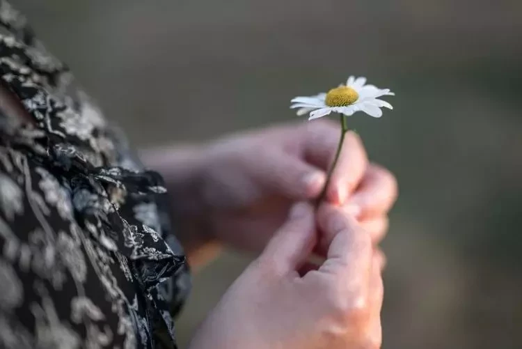 Nahaufnahme einer Blume als Symbol für innere Orientierung und Entlastung